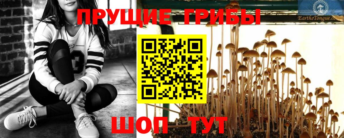 Псилоцибиновые грибы Cubensis Ипатово